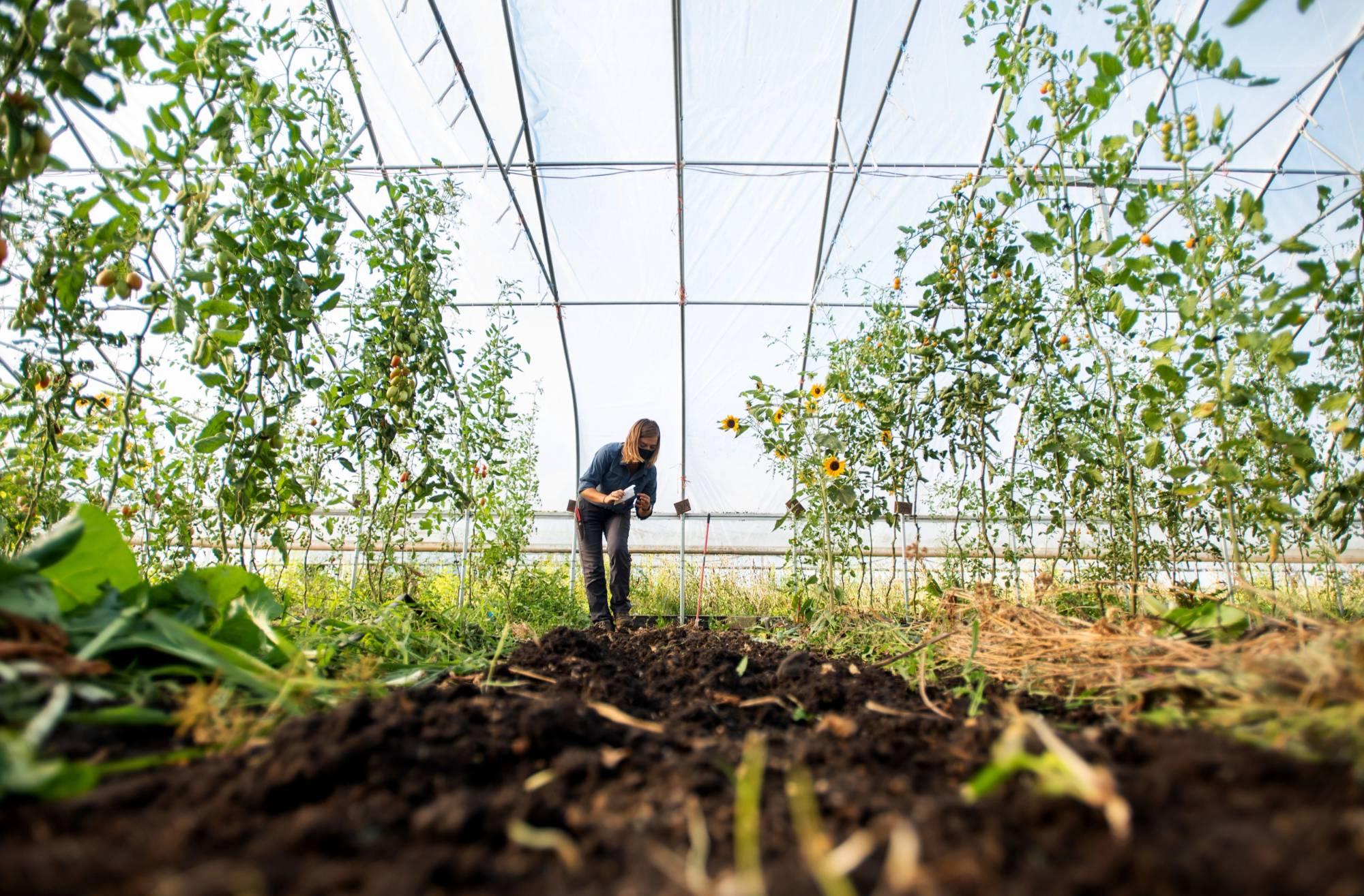 SAP Volunteer Harvesting Fresh Produce